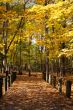 walkway and autumn trees