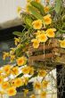 yellow orchid flowers