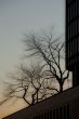 view of silhouette of trees and building against clear sky