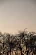 beautiful trees