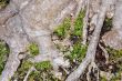 Bonzai Roots