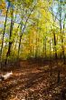 autumn trees