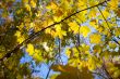 autumn leaves