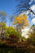 autumn trees