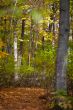 forest with autumn trees