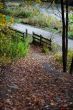 wooden fence and autumn leaves