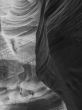 black and white canyon antelope
