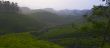 rolling tea fields with sunset