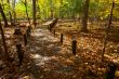 pedestrian walkway and autumn trees