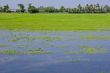Indian Swamp