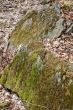 moss covered rock