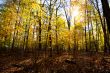 forest with autumn trees