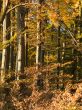 view of tree trunks in forest