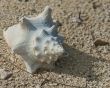 conch shell on beach
