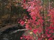 autumn leaves