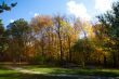autumn trees in park