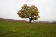 tree in green field