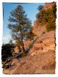 tree in a rockface 