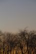 view of trees against clear sky