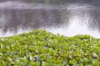 water lily on river