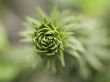 green flowers
