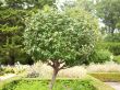 view of tree in garden