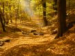 sunbeam in forest
