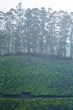 tree line in the tea fields