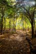 forest with autumn trees