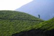 tea fields with mountain