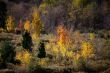 autumn trees