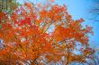 view of autumn tree