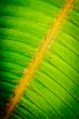 Closeup Fern