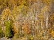 large birch trees