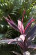 cordyline leaves