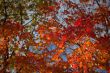 image of maple leaves