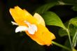 exotic thin bright orange flowers