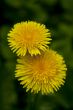 dandelions against green background