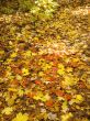 maple leaves on ground