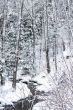 winter trees on snow