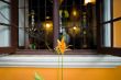 flower and window