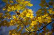 view of maple leaves