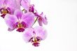 horizontal orchid arrangement