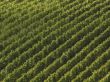 aerial view on a vineyard in tuscany