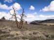 view of a bare tree