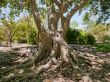 Tree In Sun Patterns