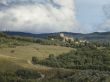 vineyard in tuscany