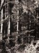 black and white forest