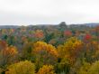 autumn trees in dense forest