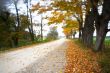 empty road with trees